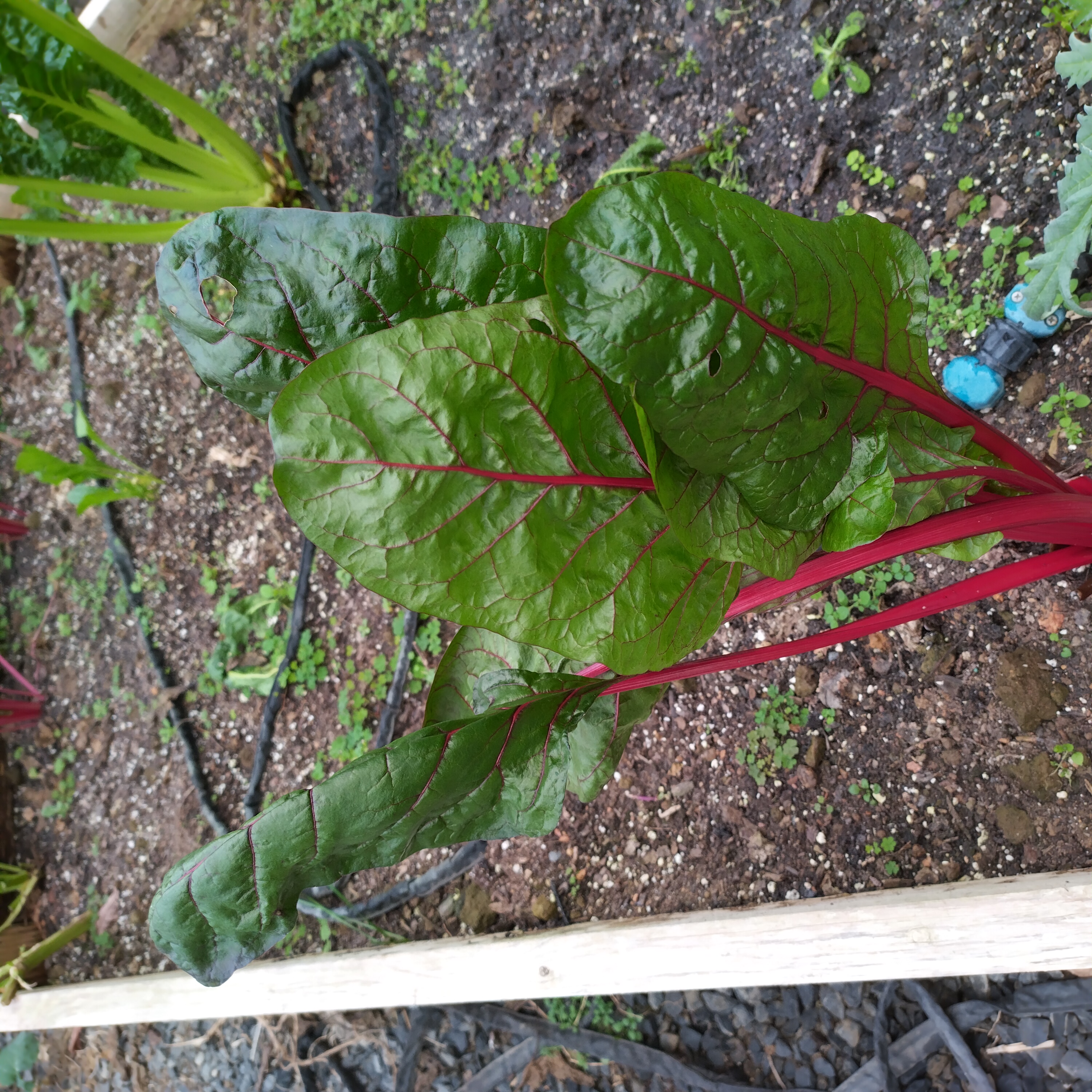 swisschard-red.jpg