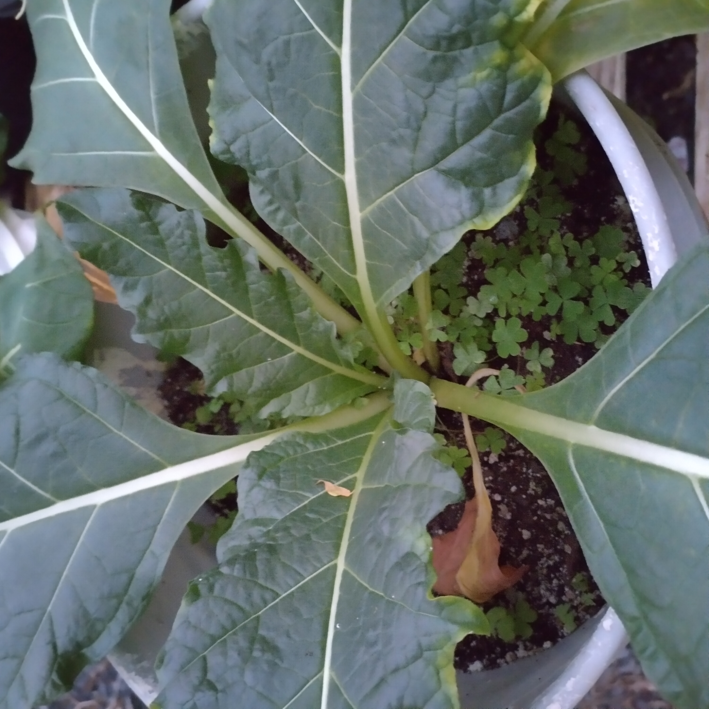 mandrake-black-1.jpg