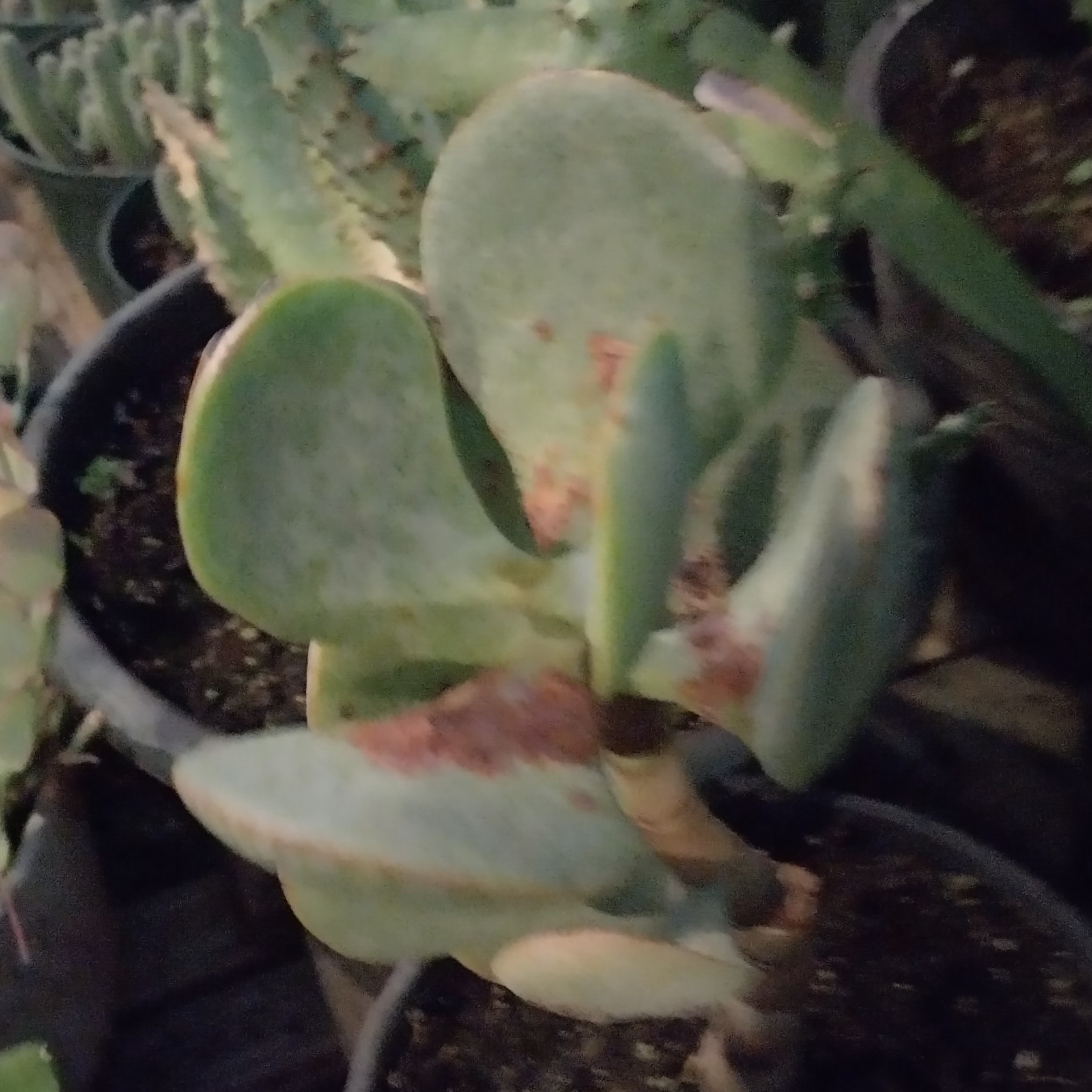 crassula-arboresens.jpg