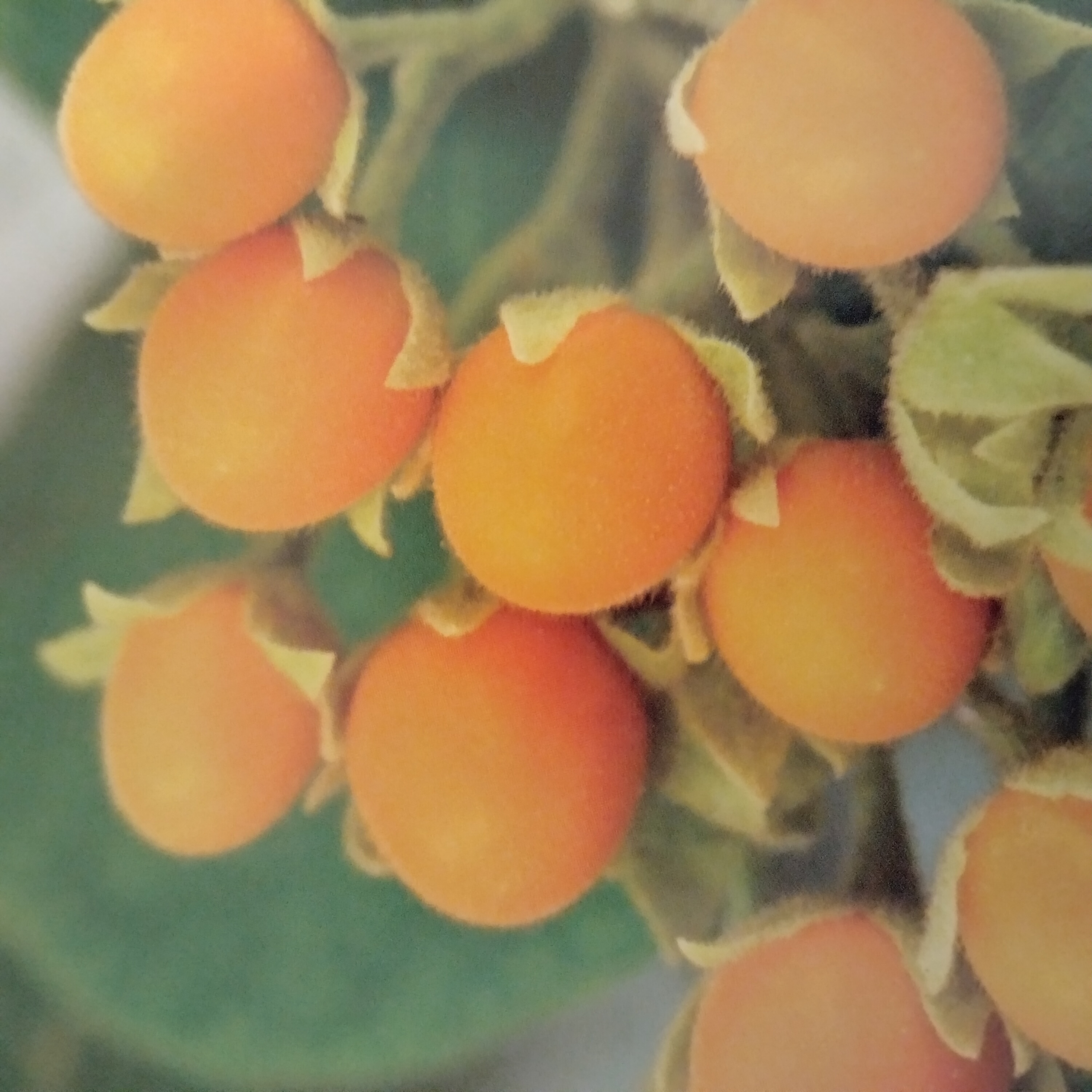 tamarillo.jpg