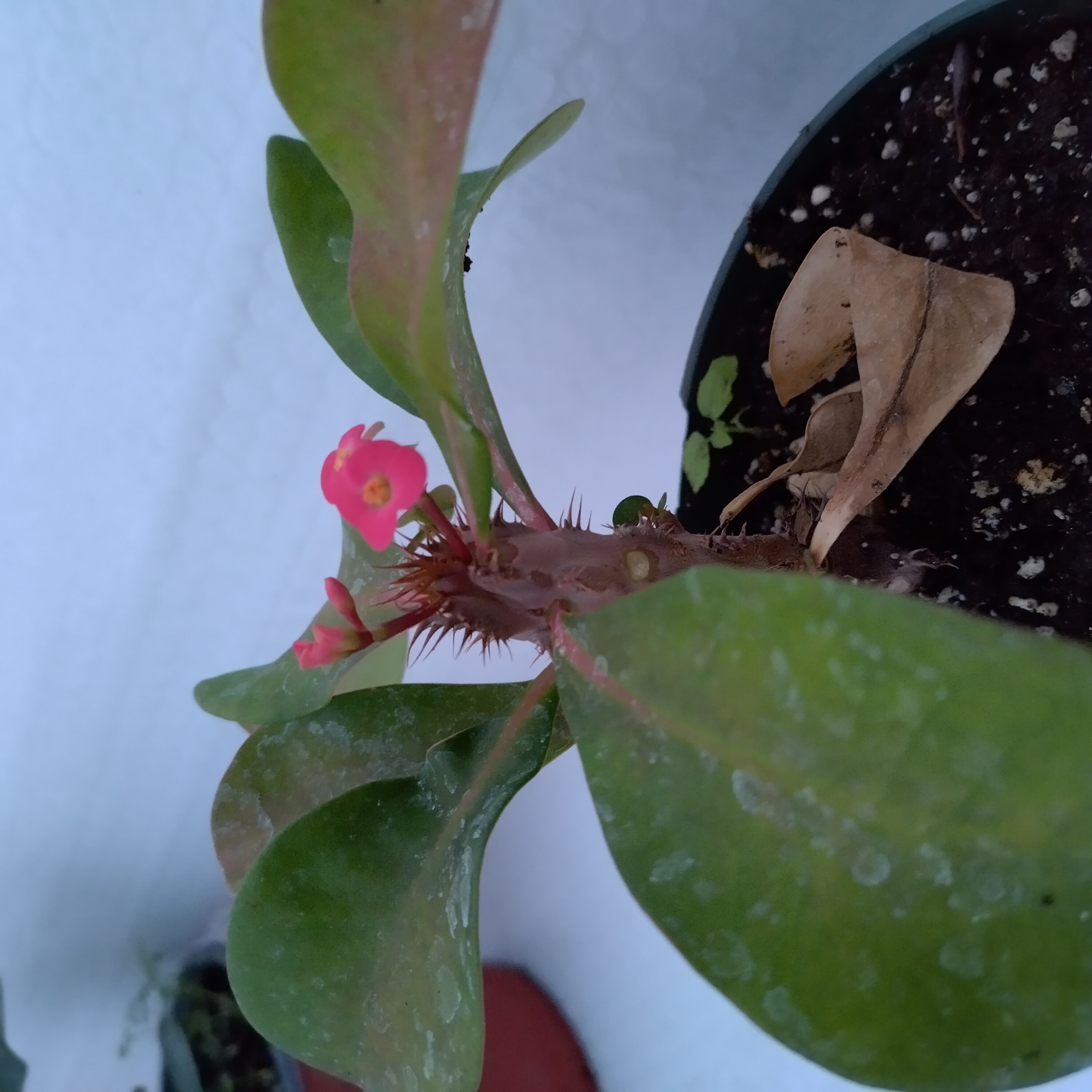 euphorbia-milii-mini-eos.jpg