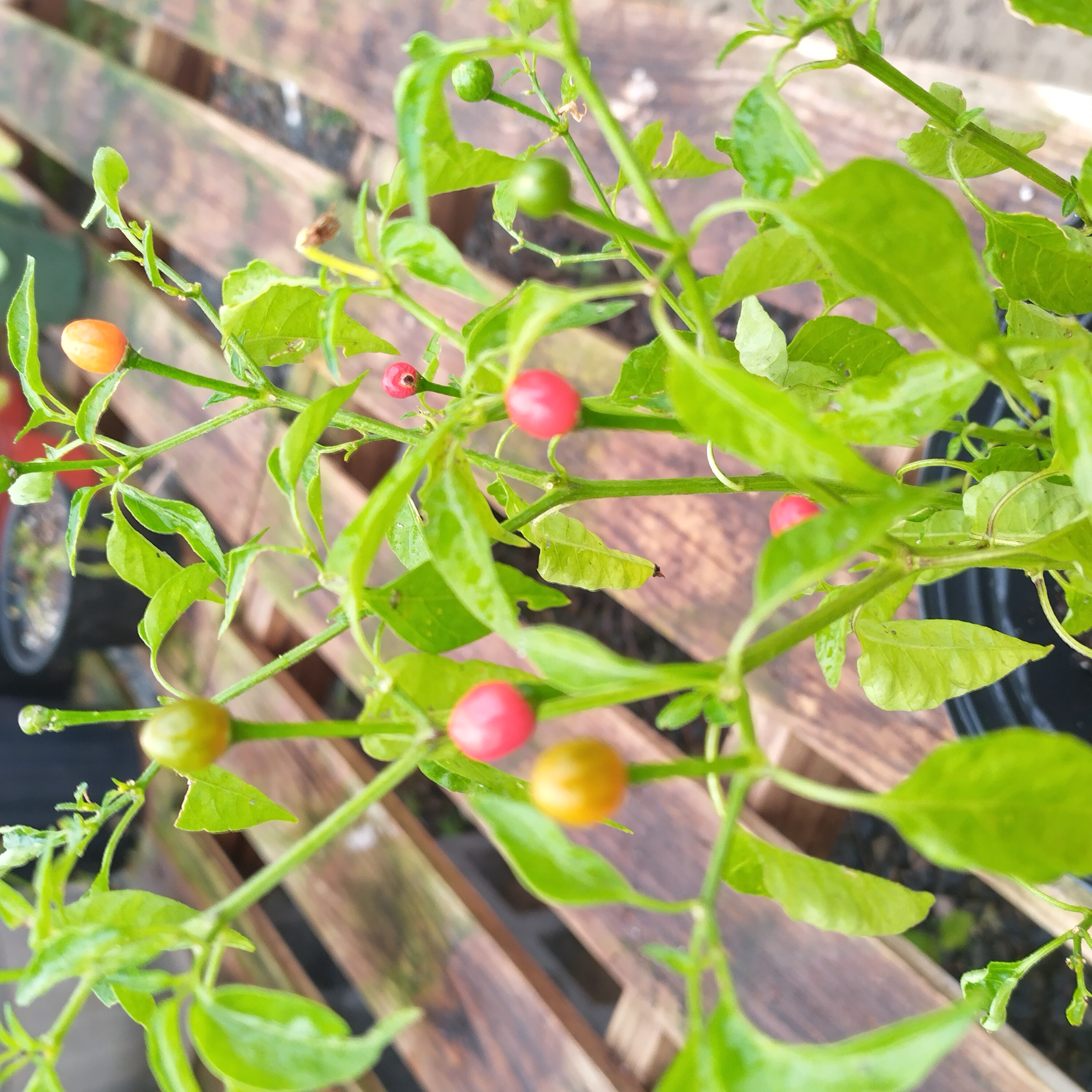 chiltepin.jpg