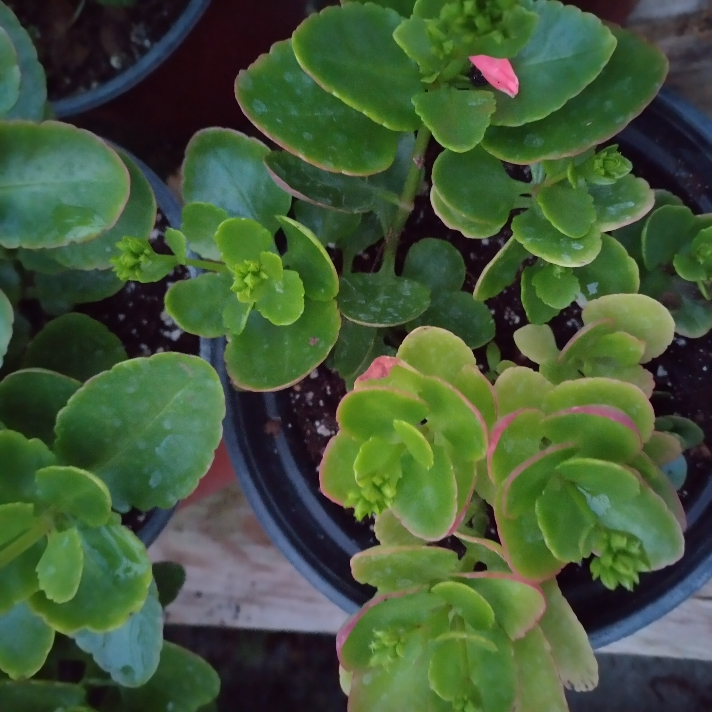 kalanchoe-marniers.jpg
