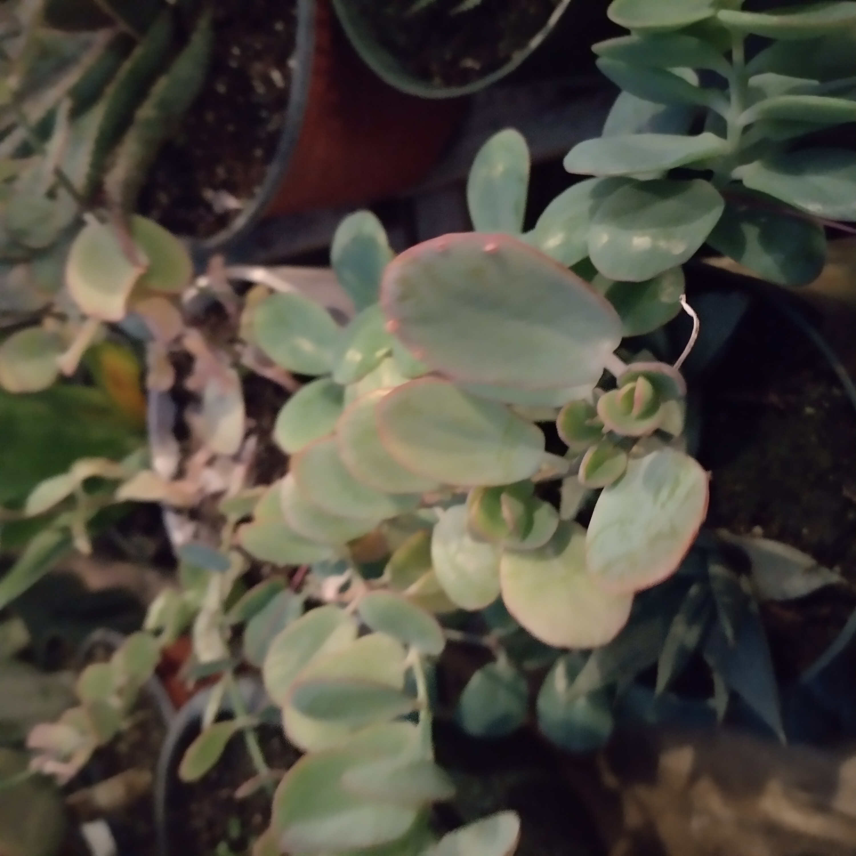paddleplant.jpg