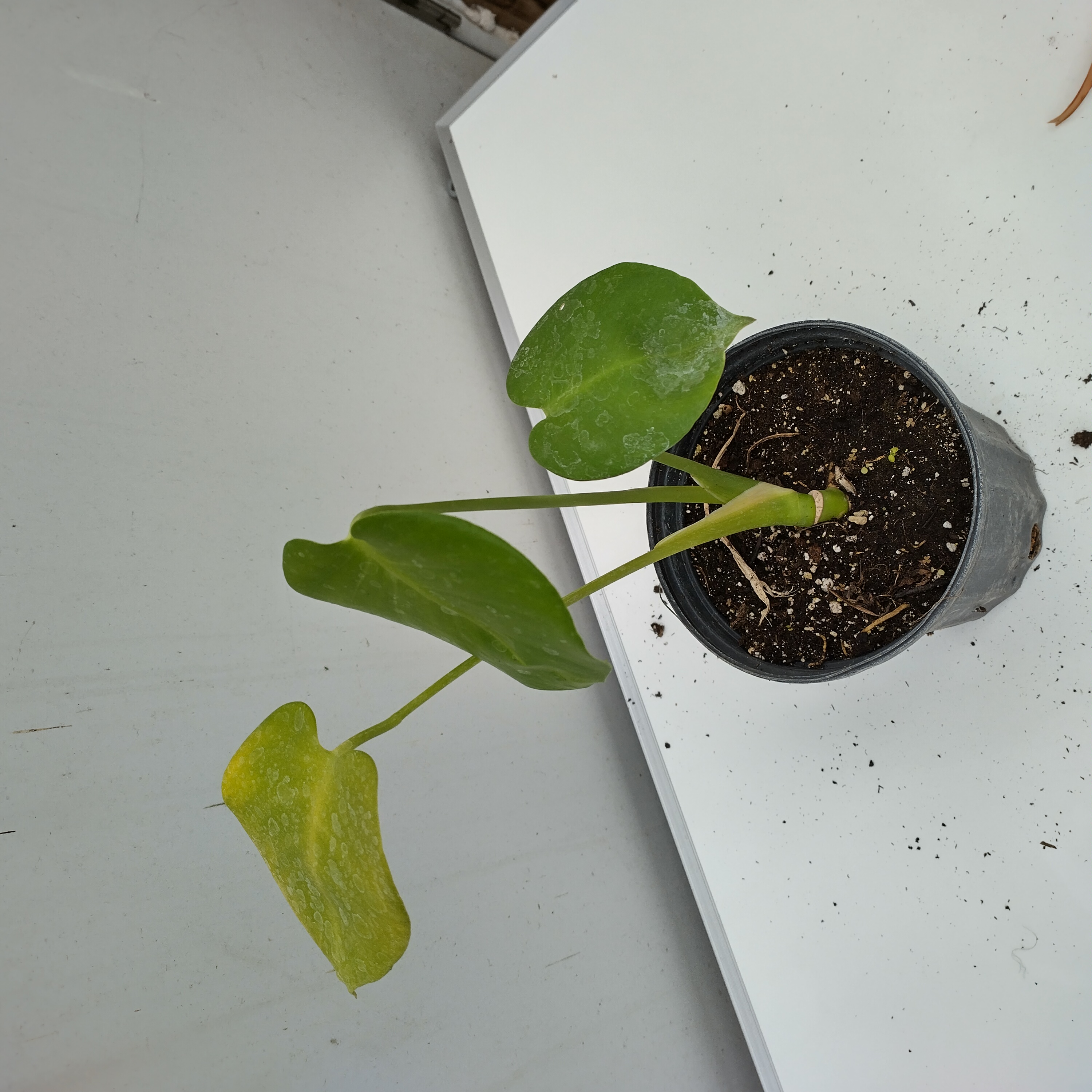 IMG_20250116_113045_MP.jpg