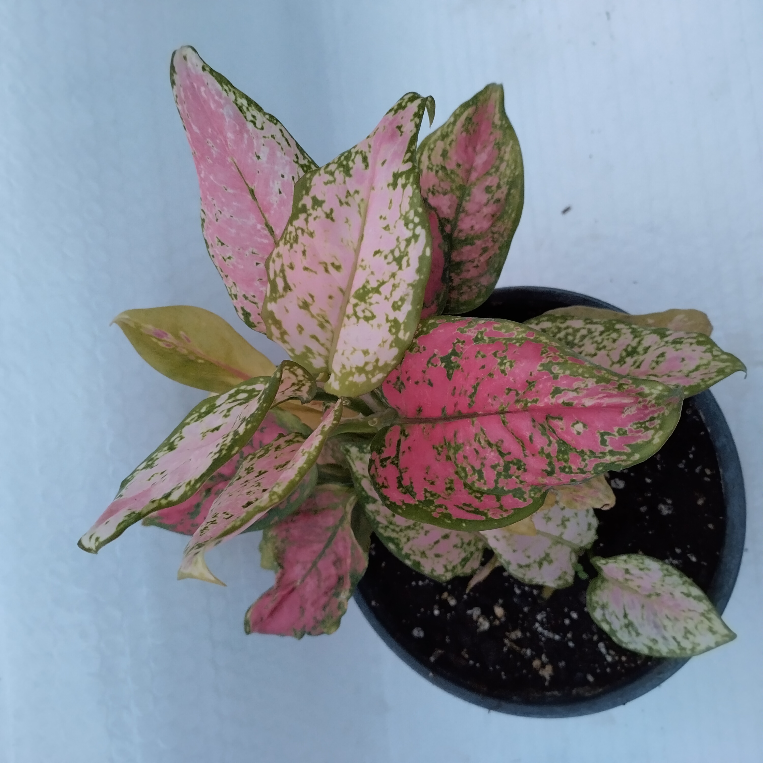 aglaonema.jpg