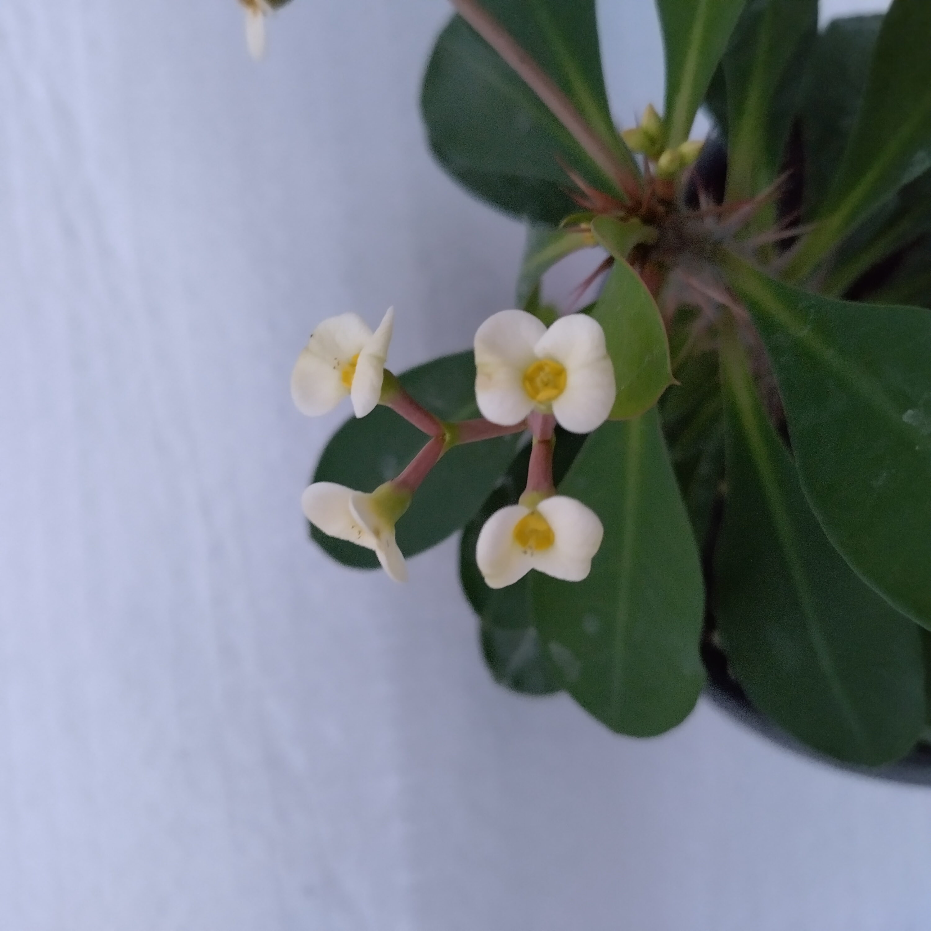 euphorbia-milii-white-angel.jpg