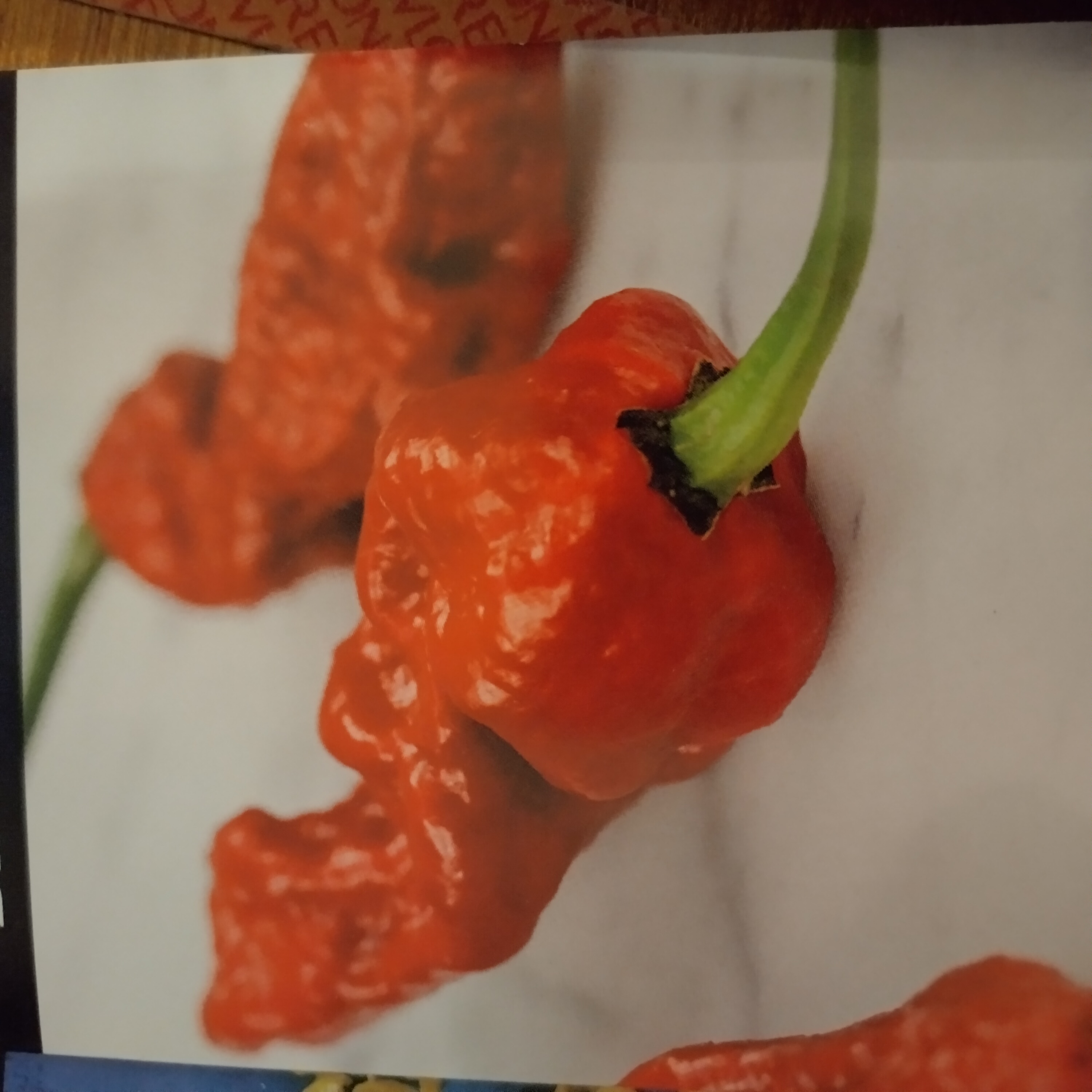 bhutjolokia.jpg