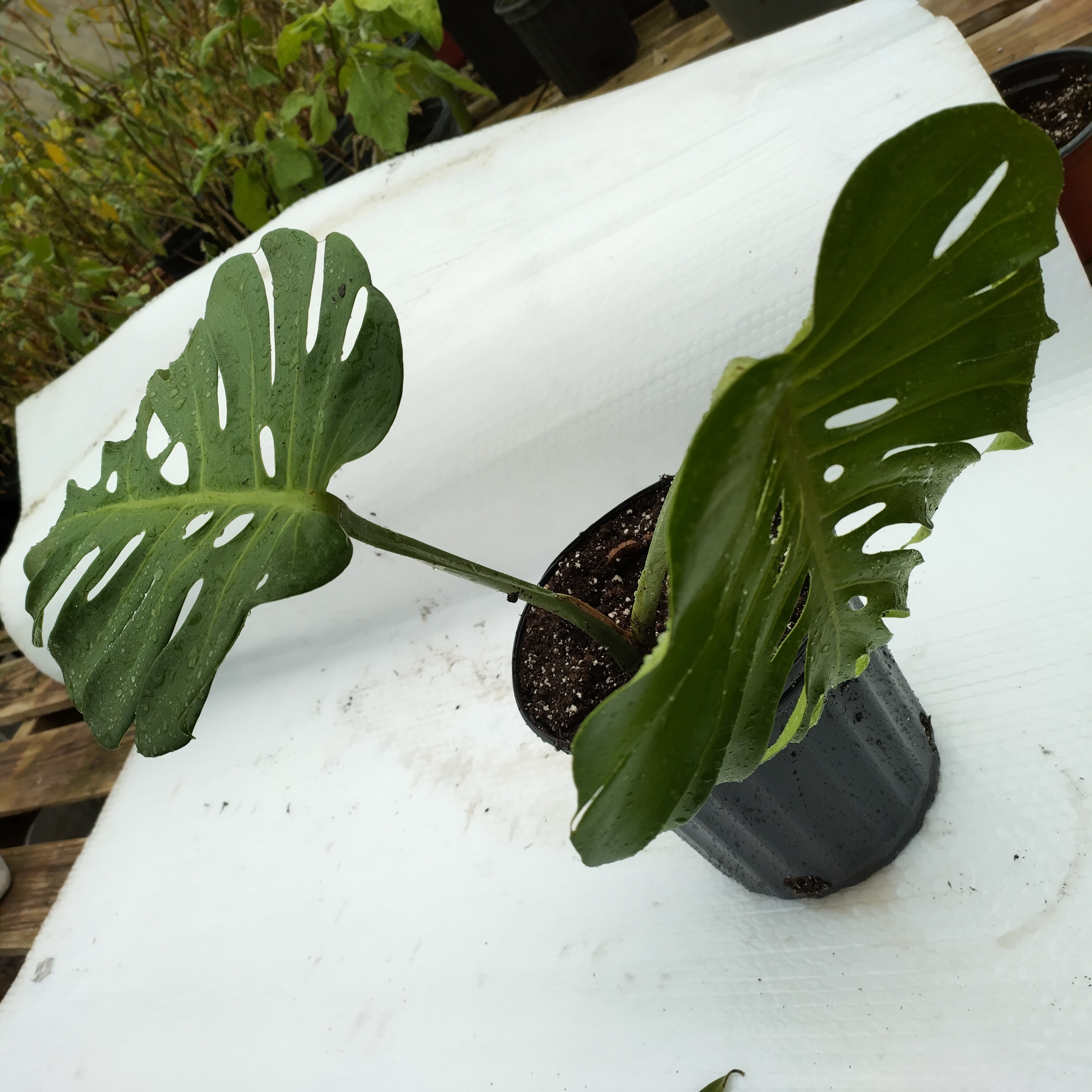 swisscheeseplant.jpg