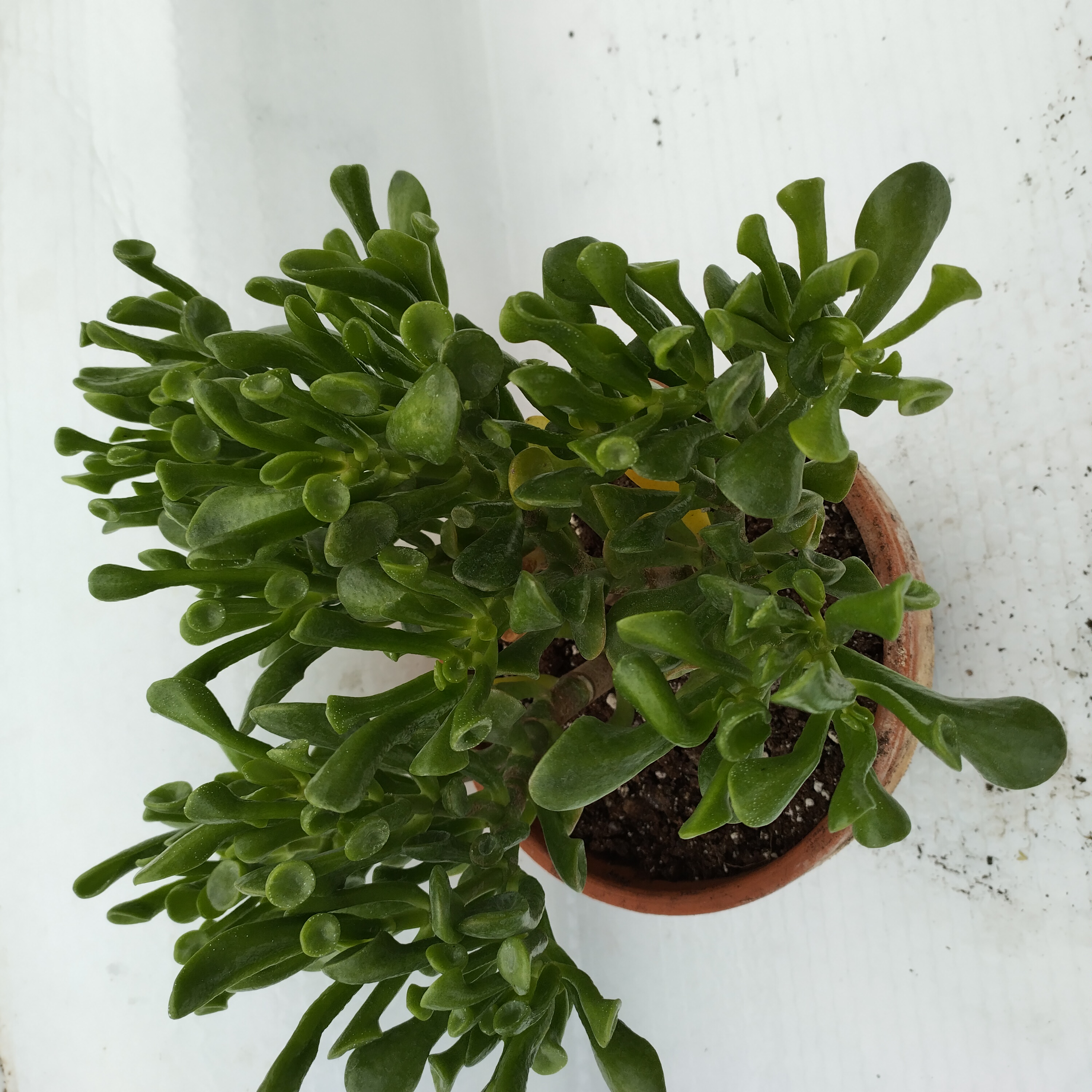 gollum-jade.jpg