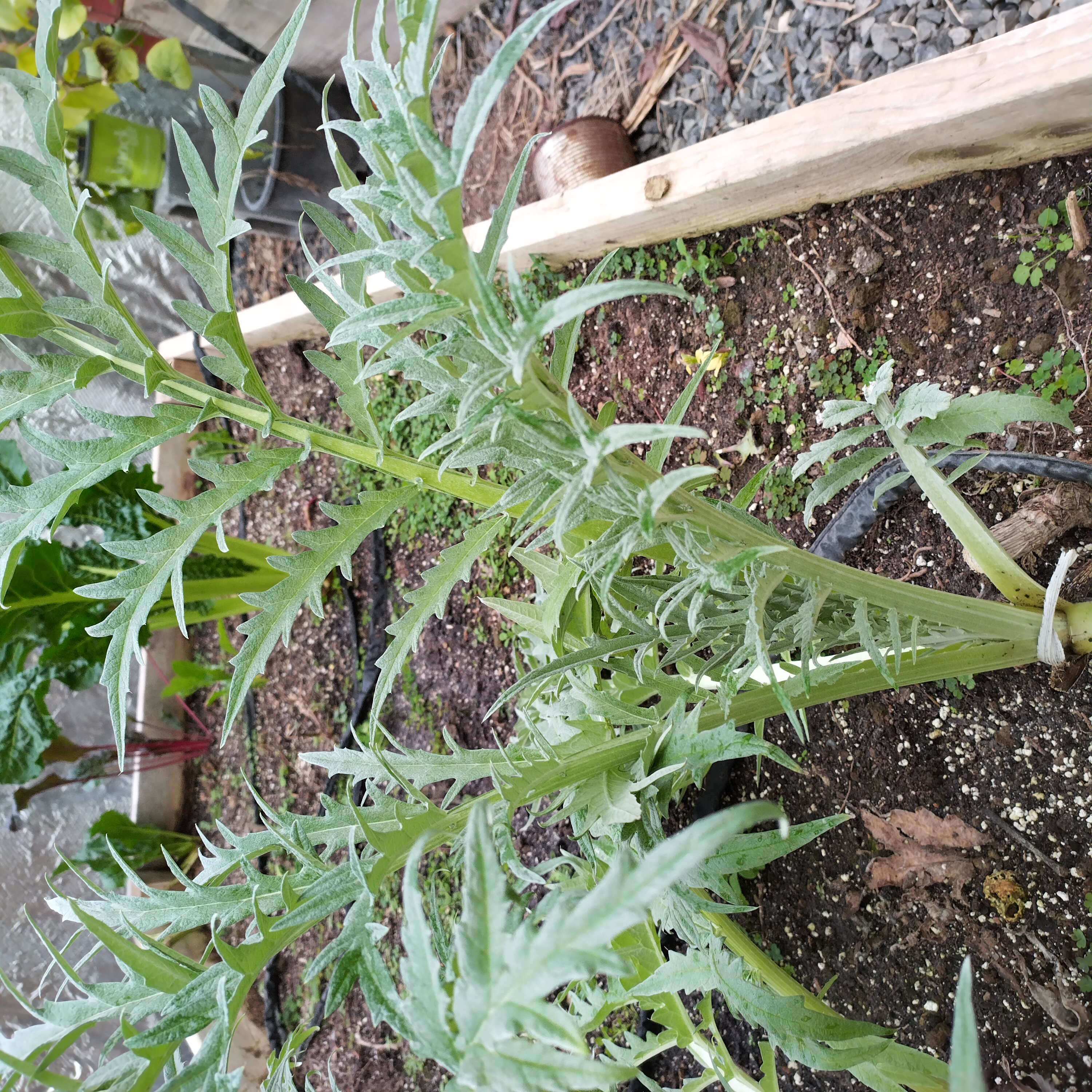 cardoon.jpg