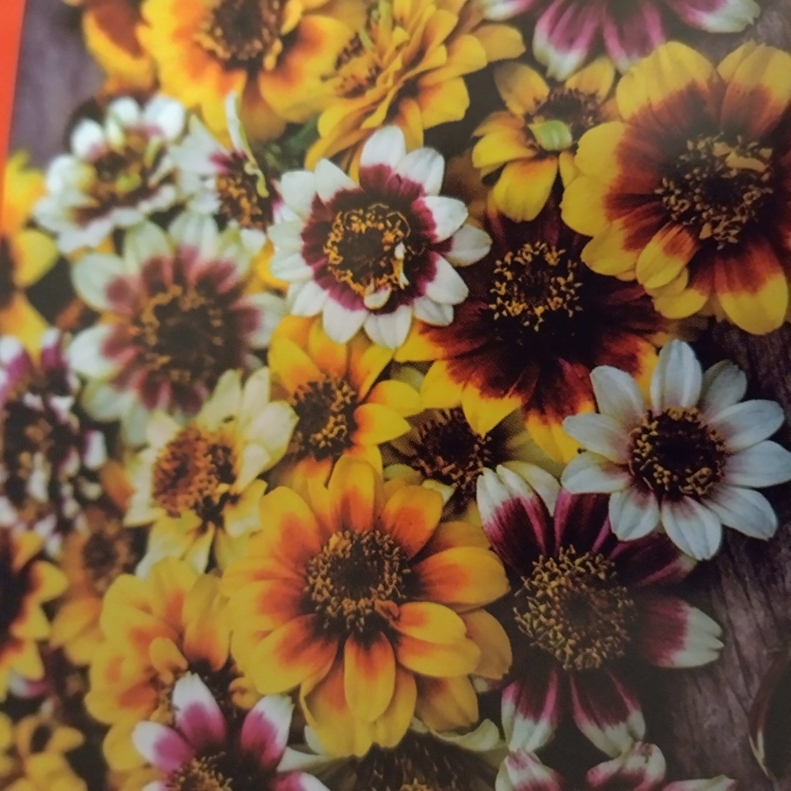 zinnia-persiancarpet.jpg