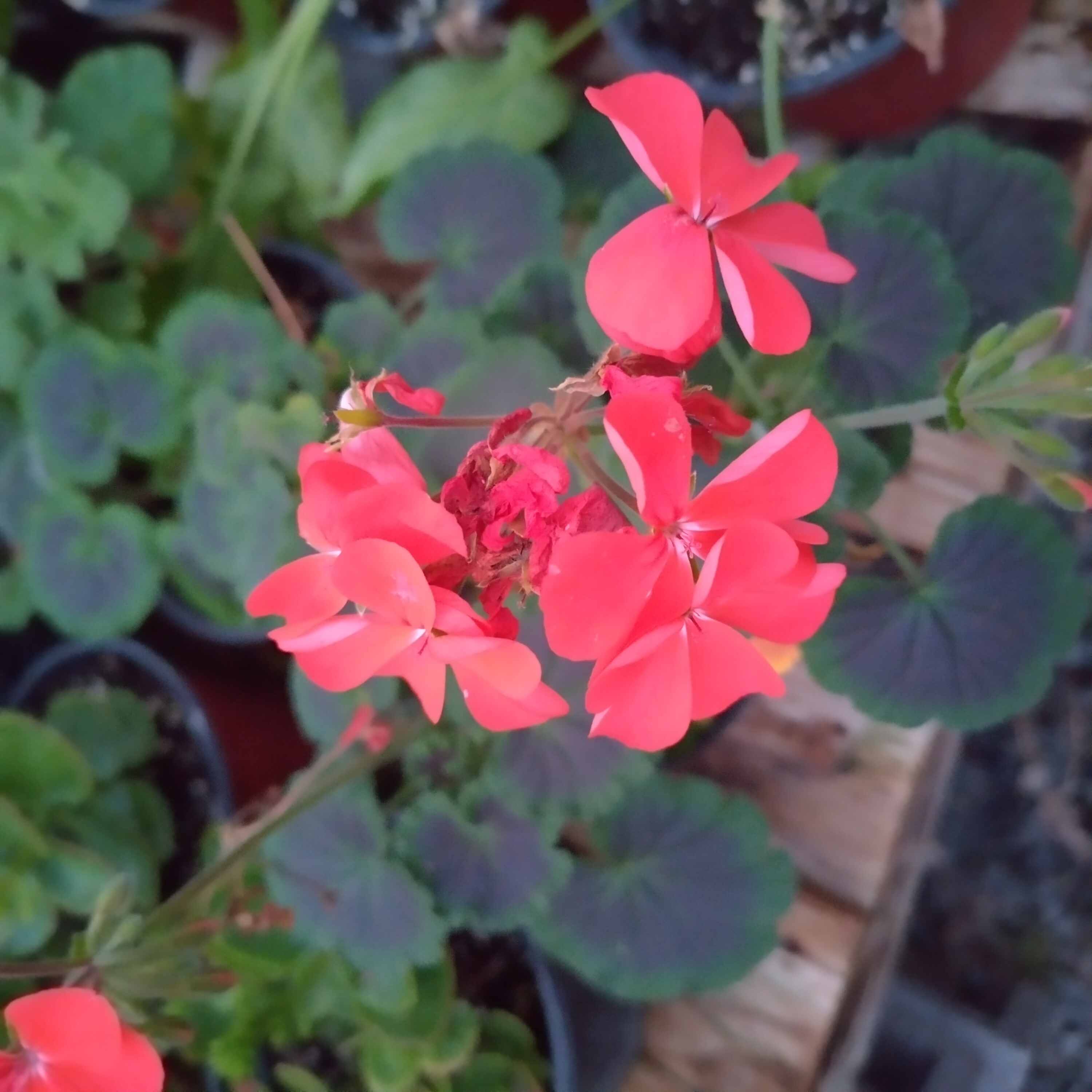 geranium-red.jpg