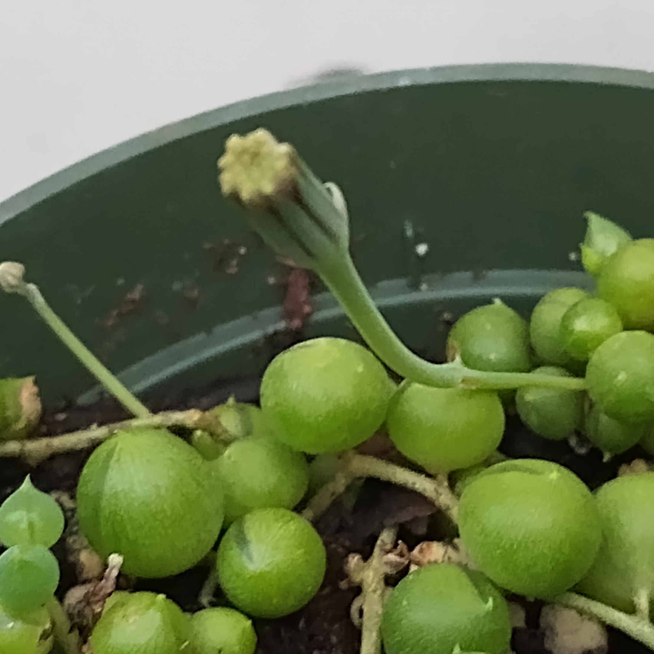 Stringofpearlsfruit.jpg