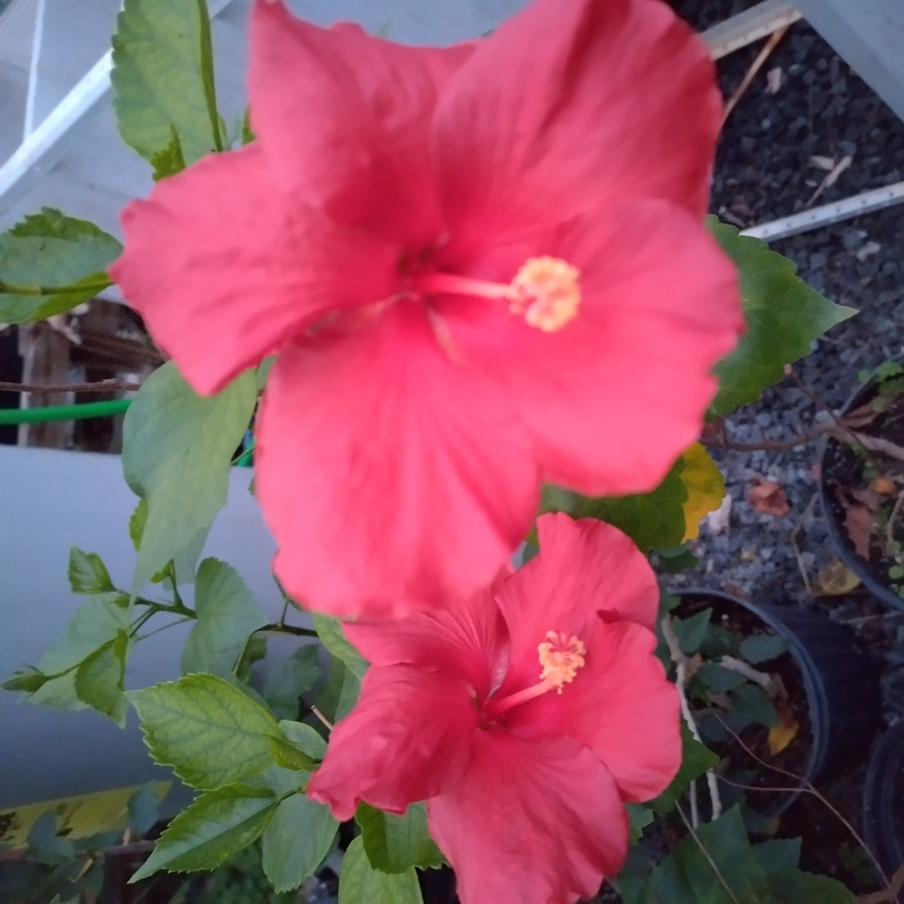 hardyhibiscus-red.jpg