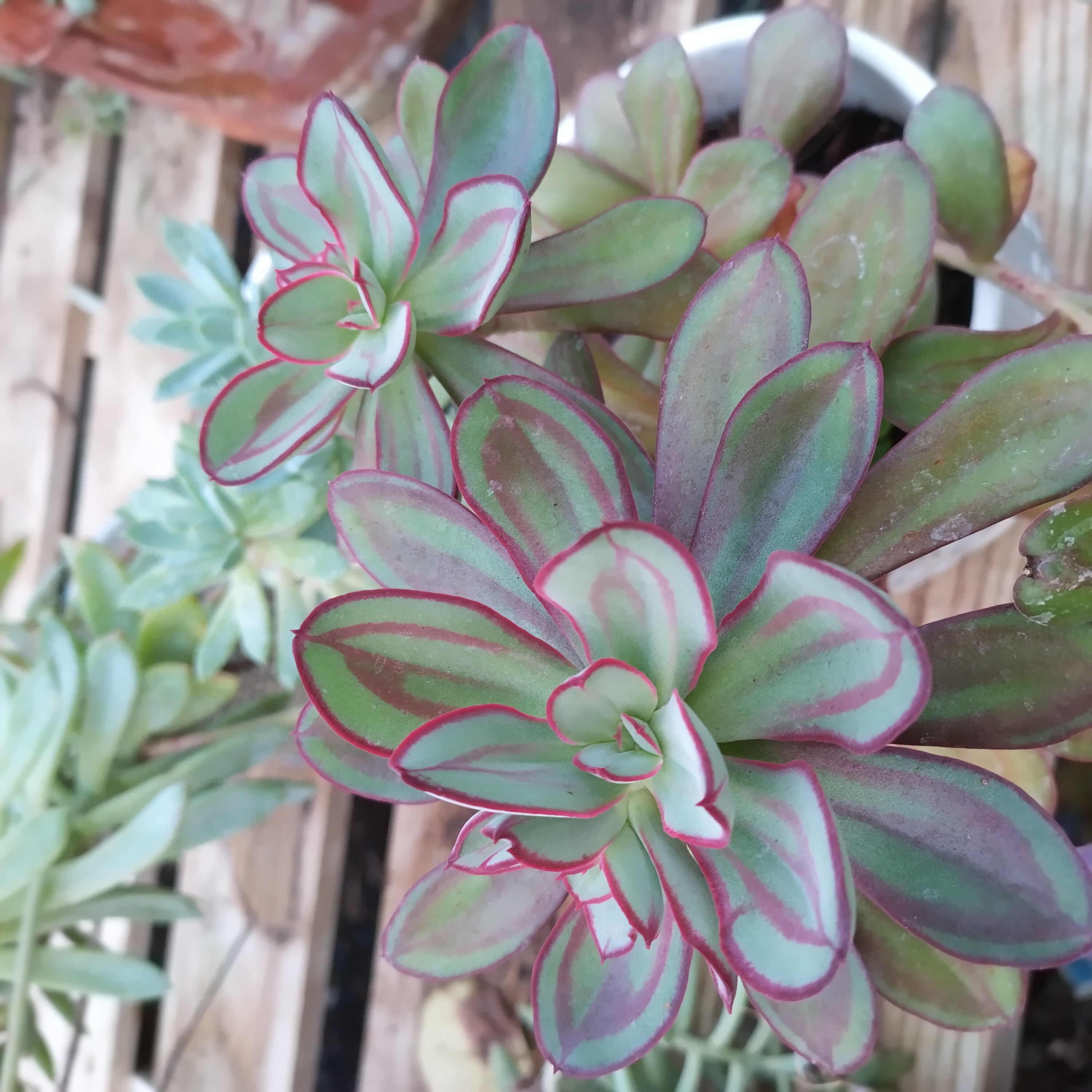 PaintedEcheveria.jpg