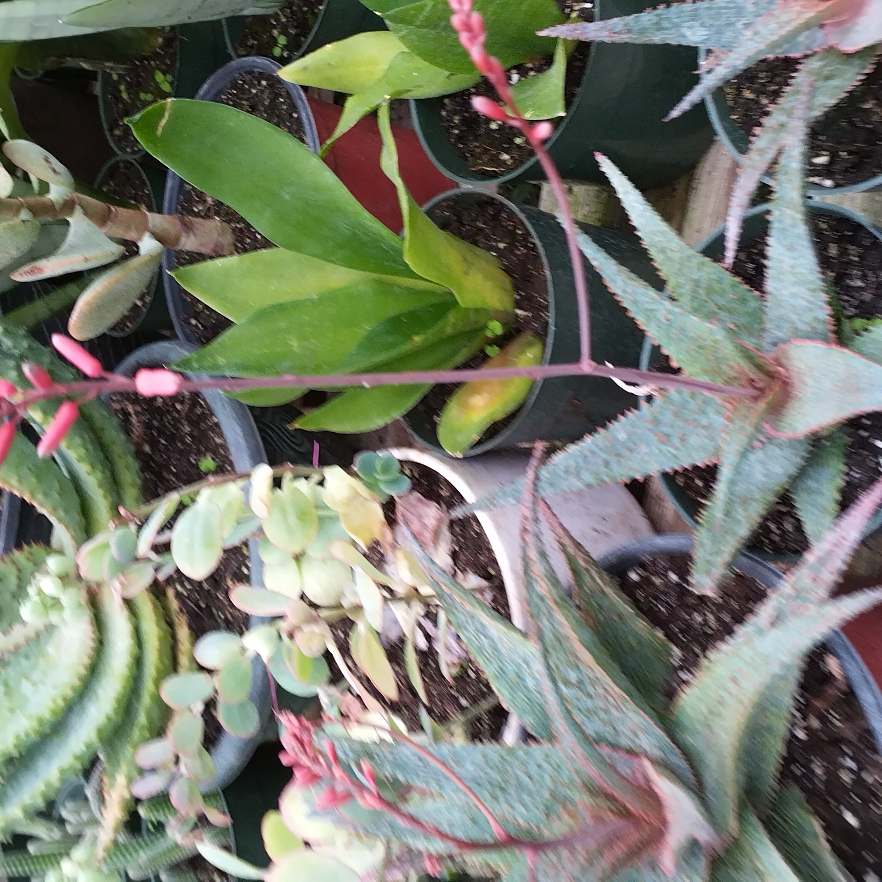 hedgehogplant1.jpg