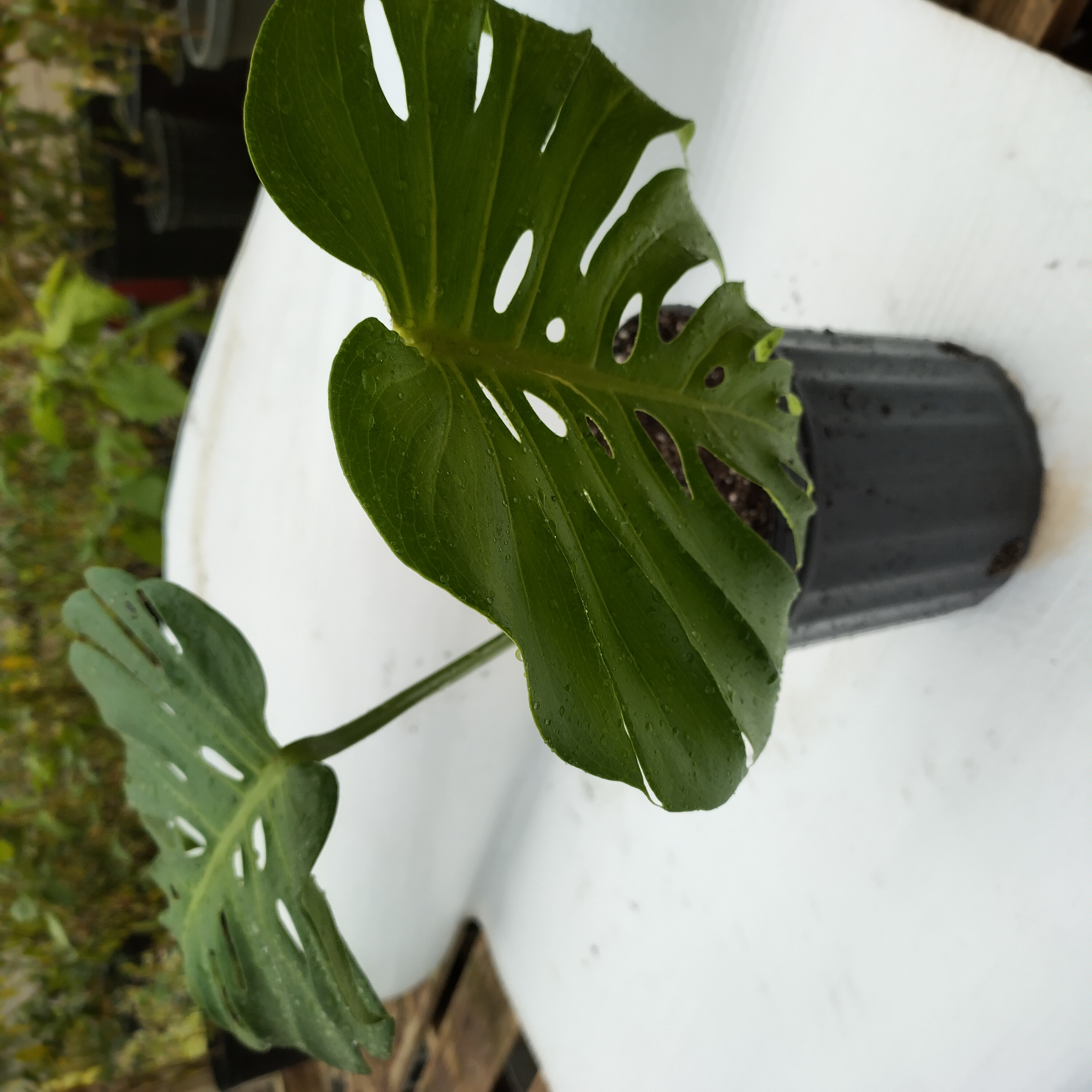 swisscheeseplant2.jpg