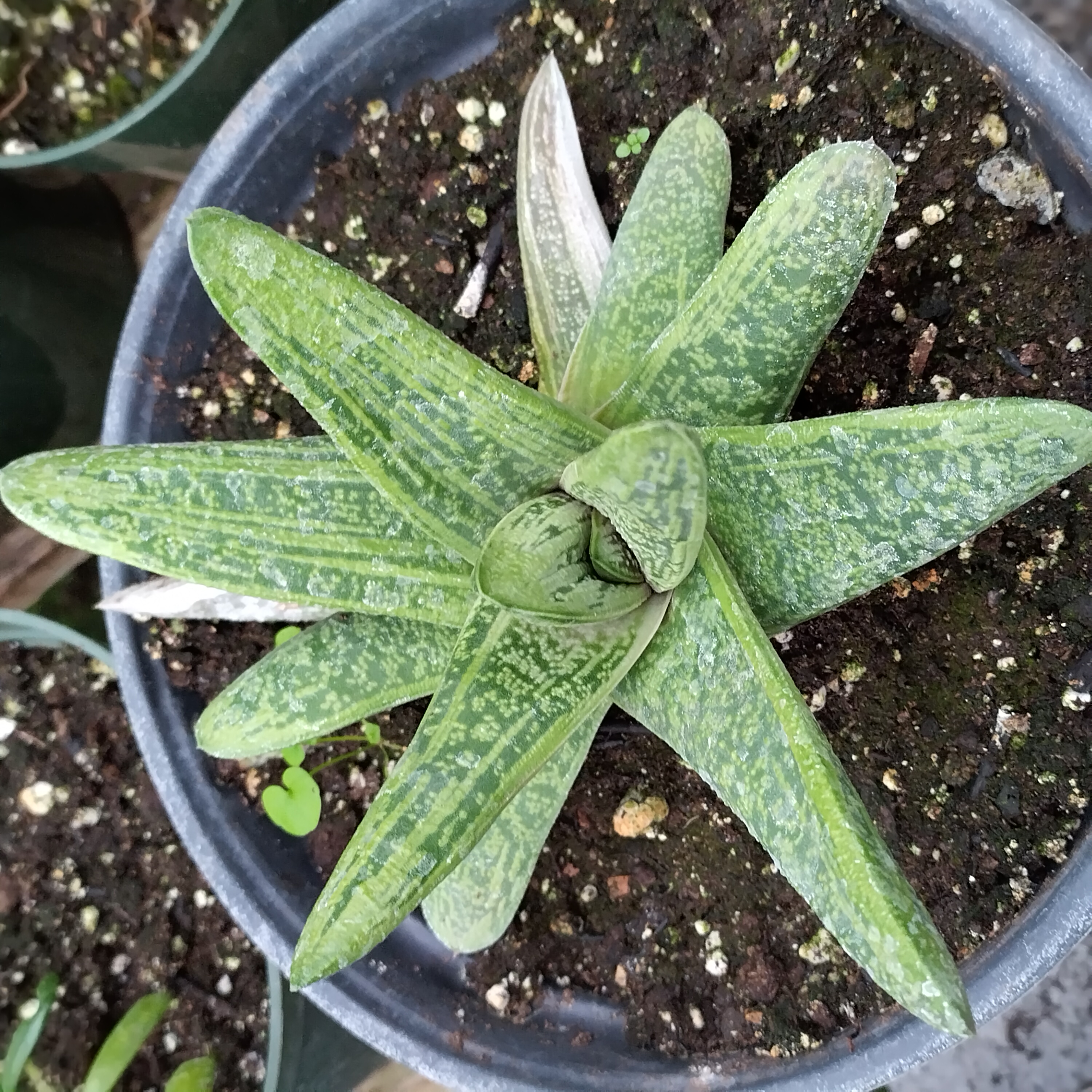 gasteria-littlewarty.jpg