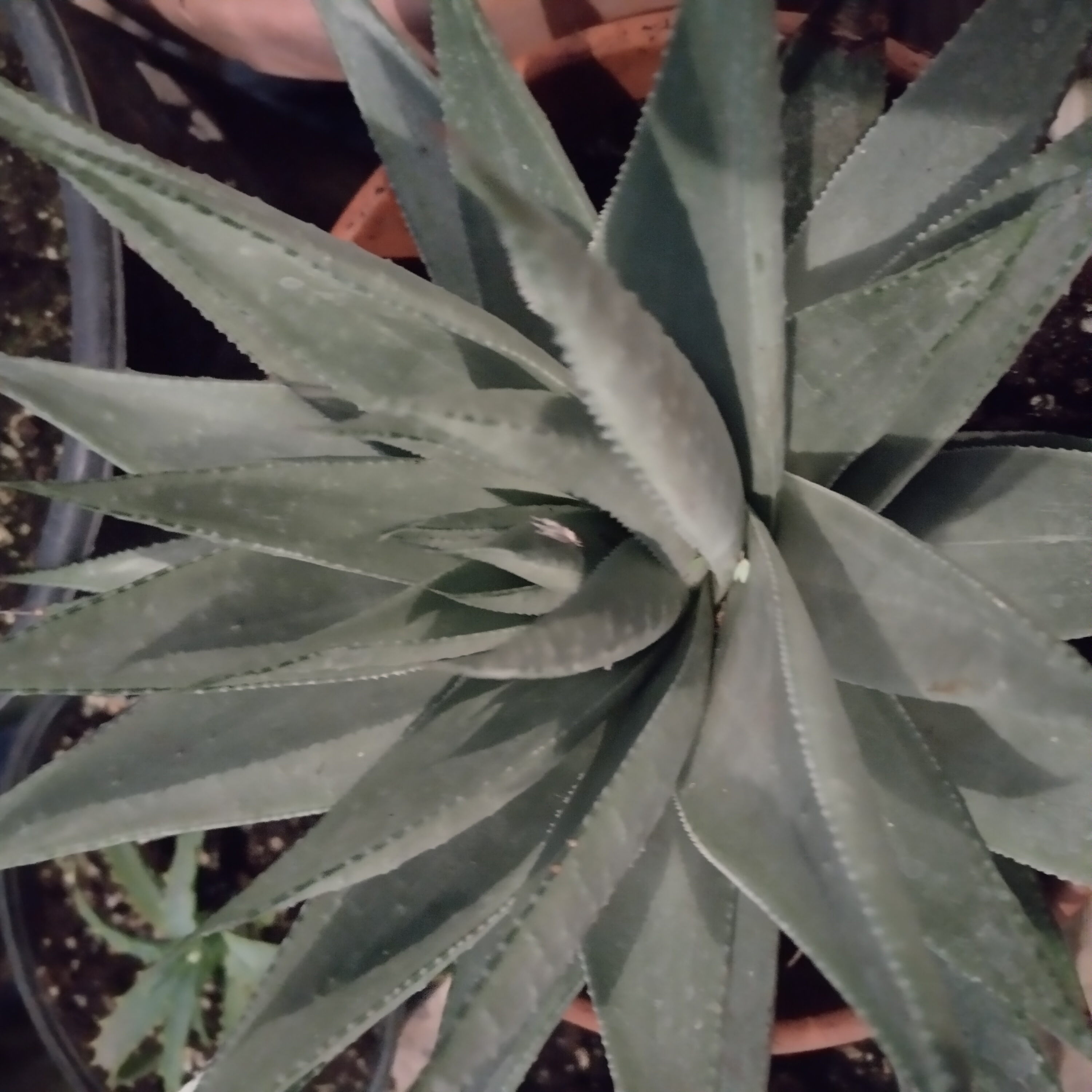 torchaloe.jpg