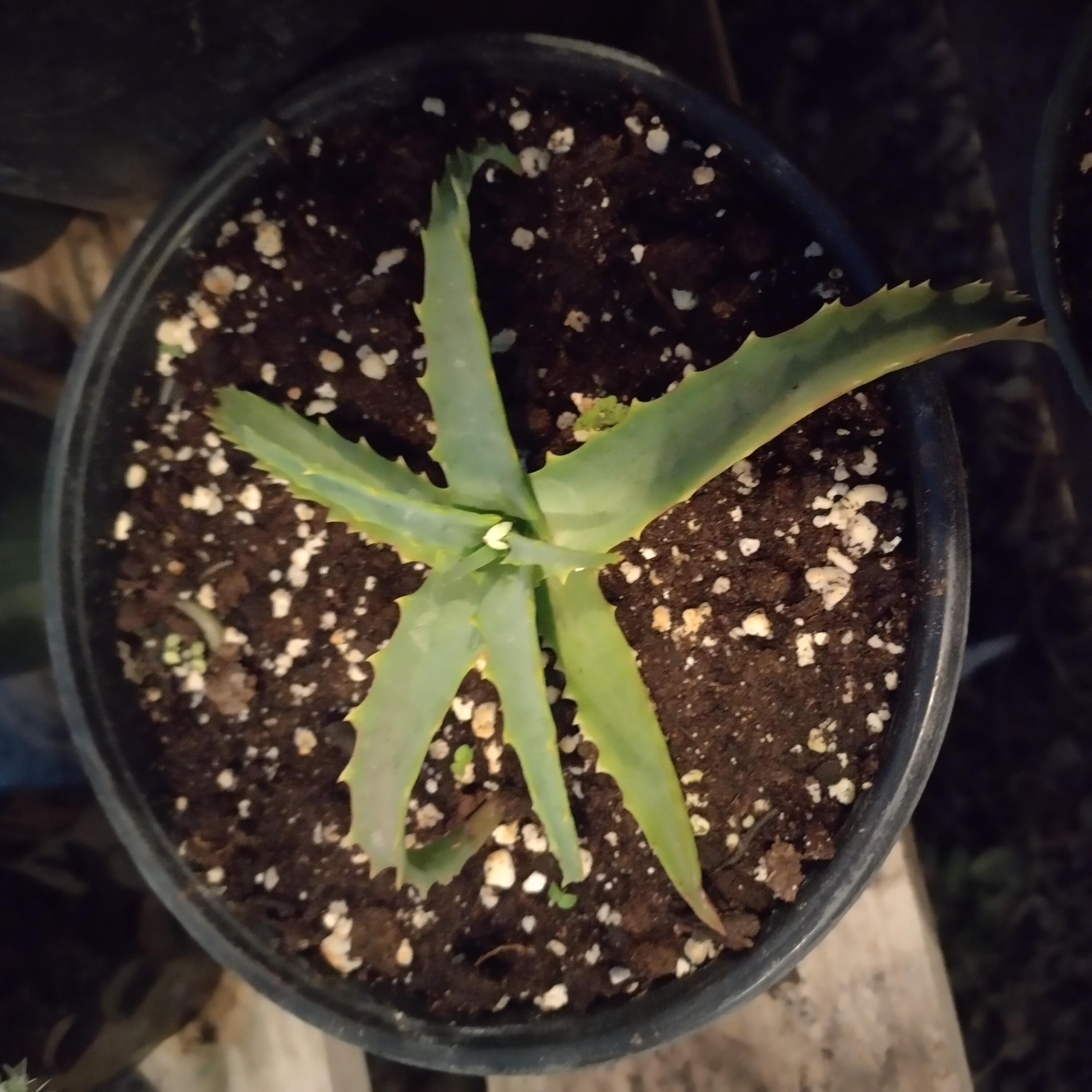 aloebarbadensis.jpg