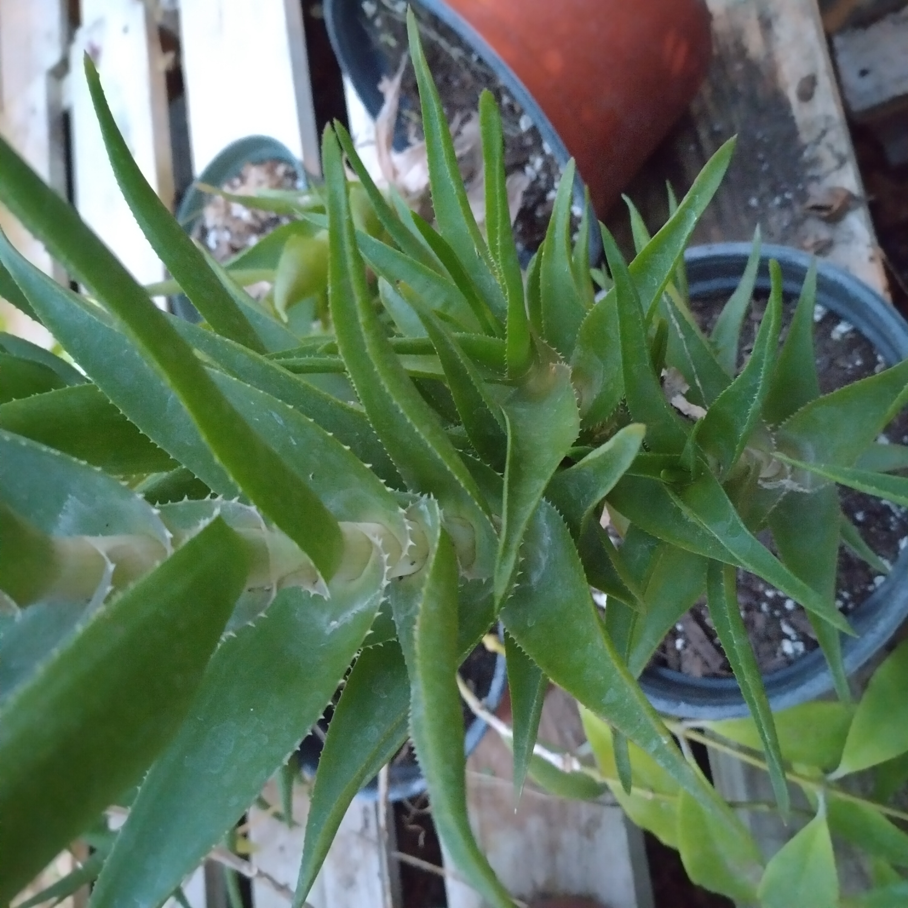 climbing-aloe.jpg