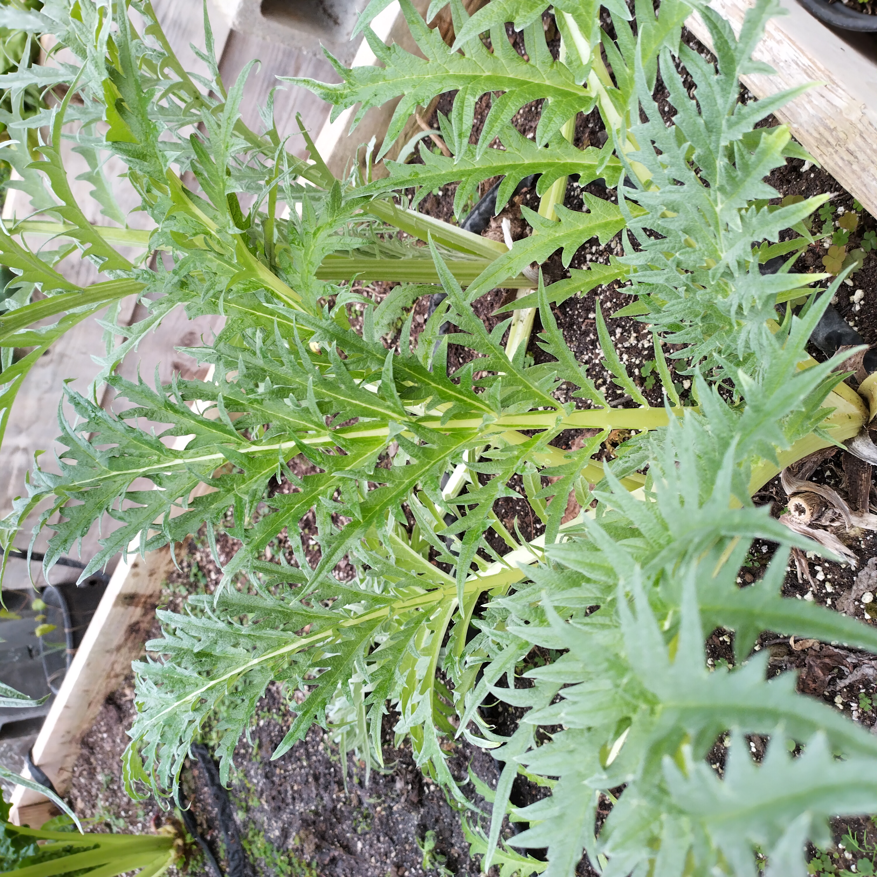 cardoon-1.jpg
