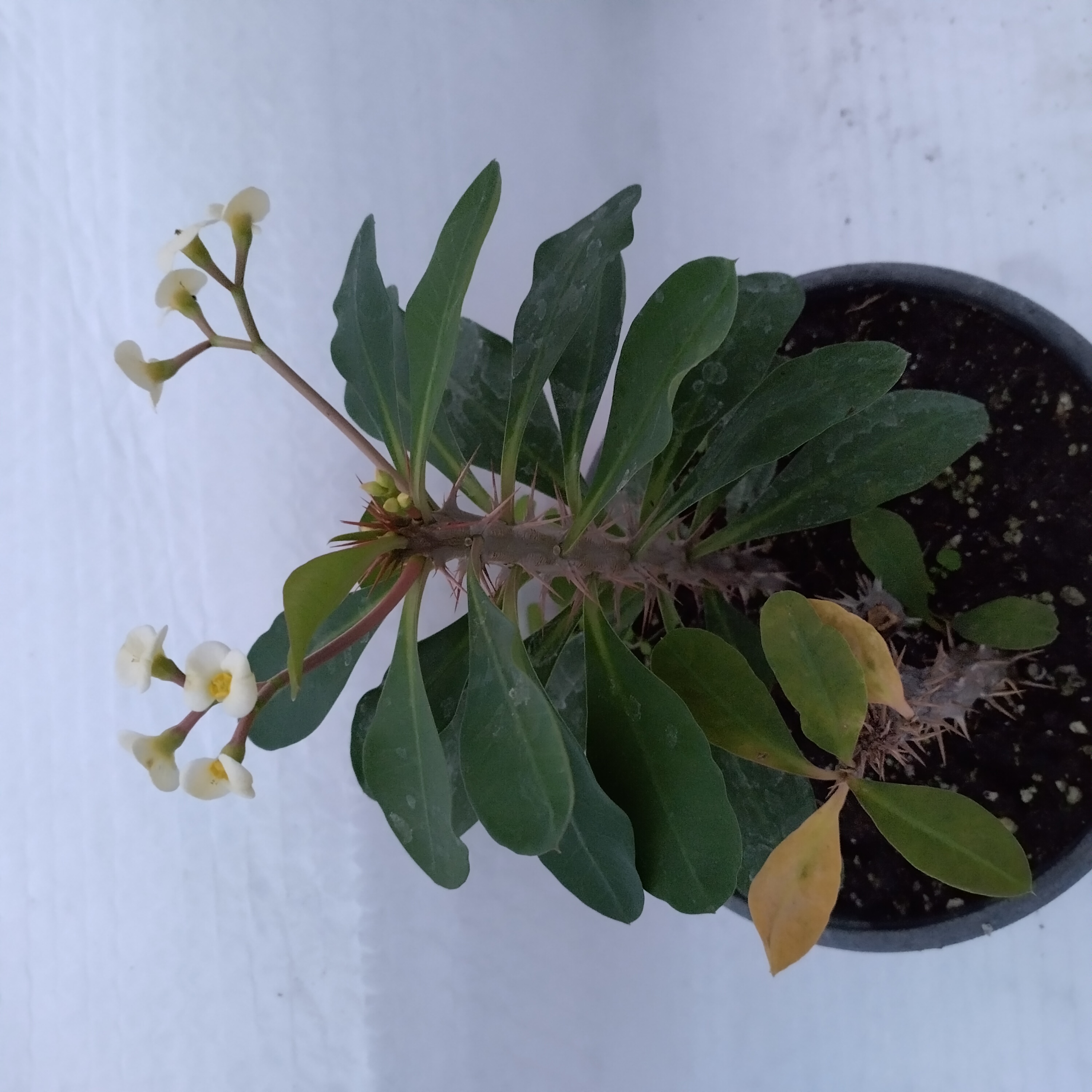 euphorbia-milii-white-angel-1.jpg