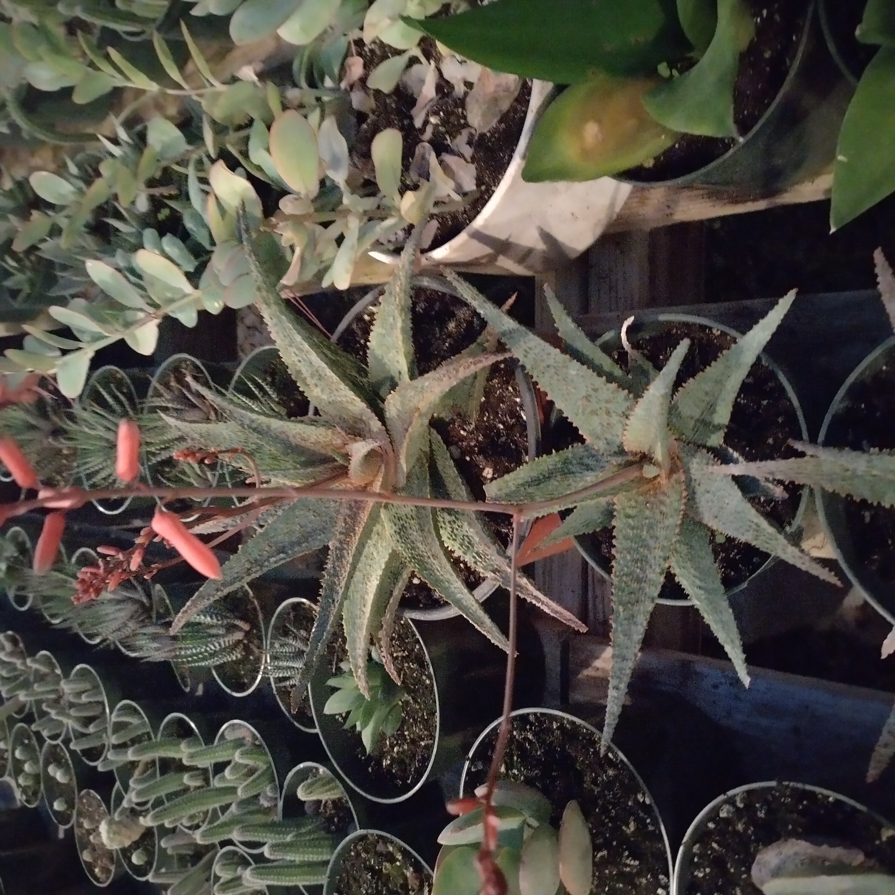 hedgehogplant.jpg