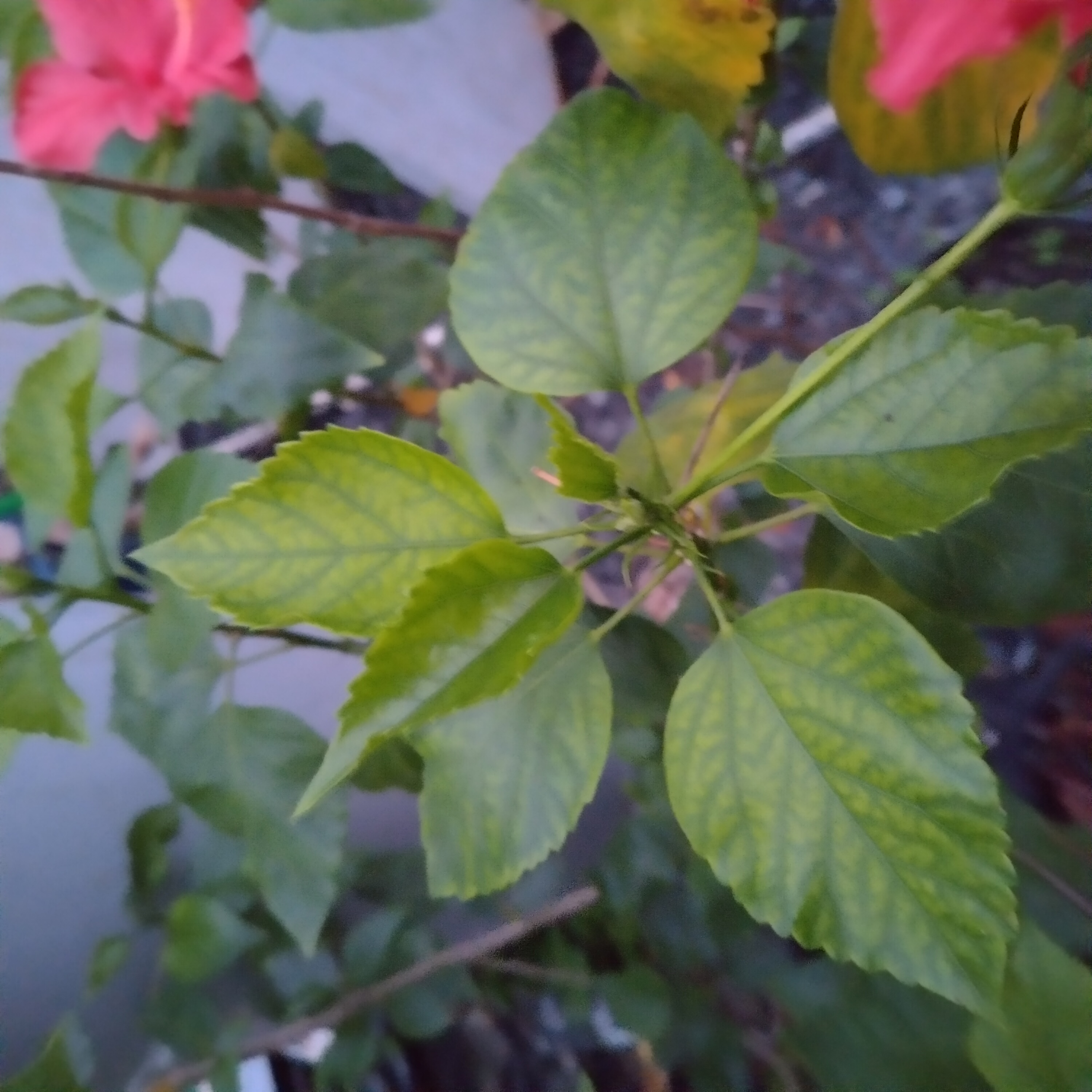 IMG_20250102_171142.jpg