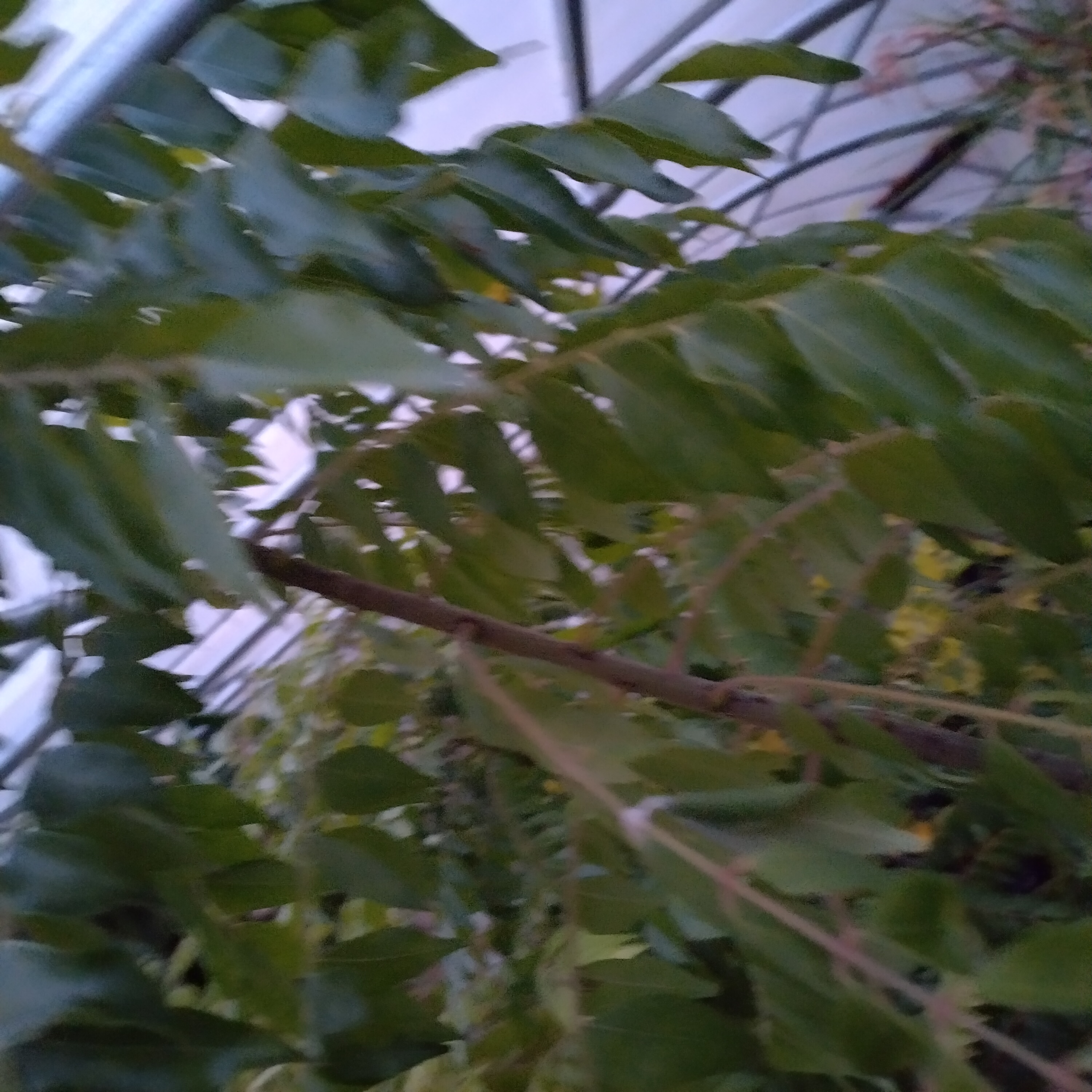 juneplum.jpg