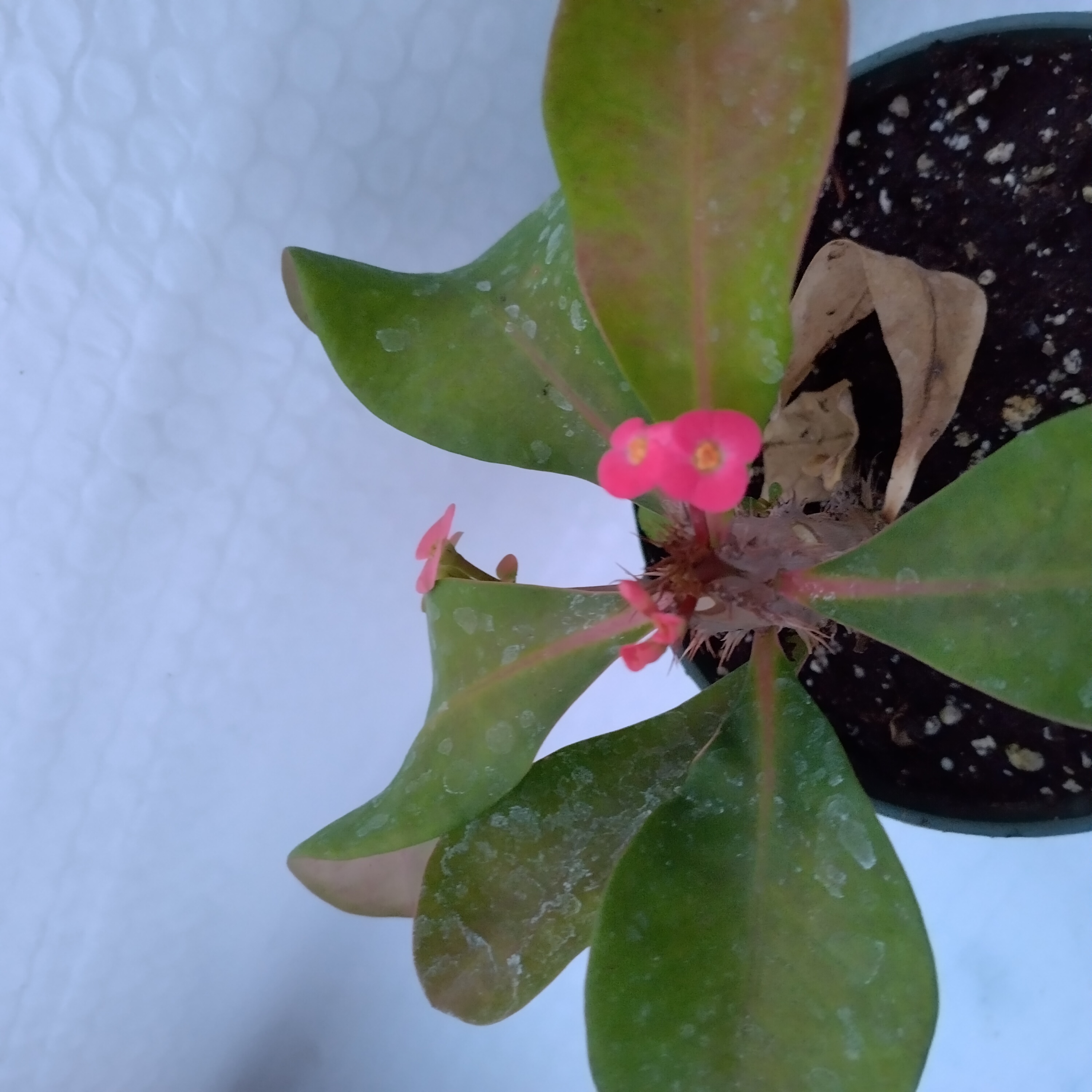 euphorbia-milii-mini-eos-1.jpg