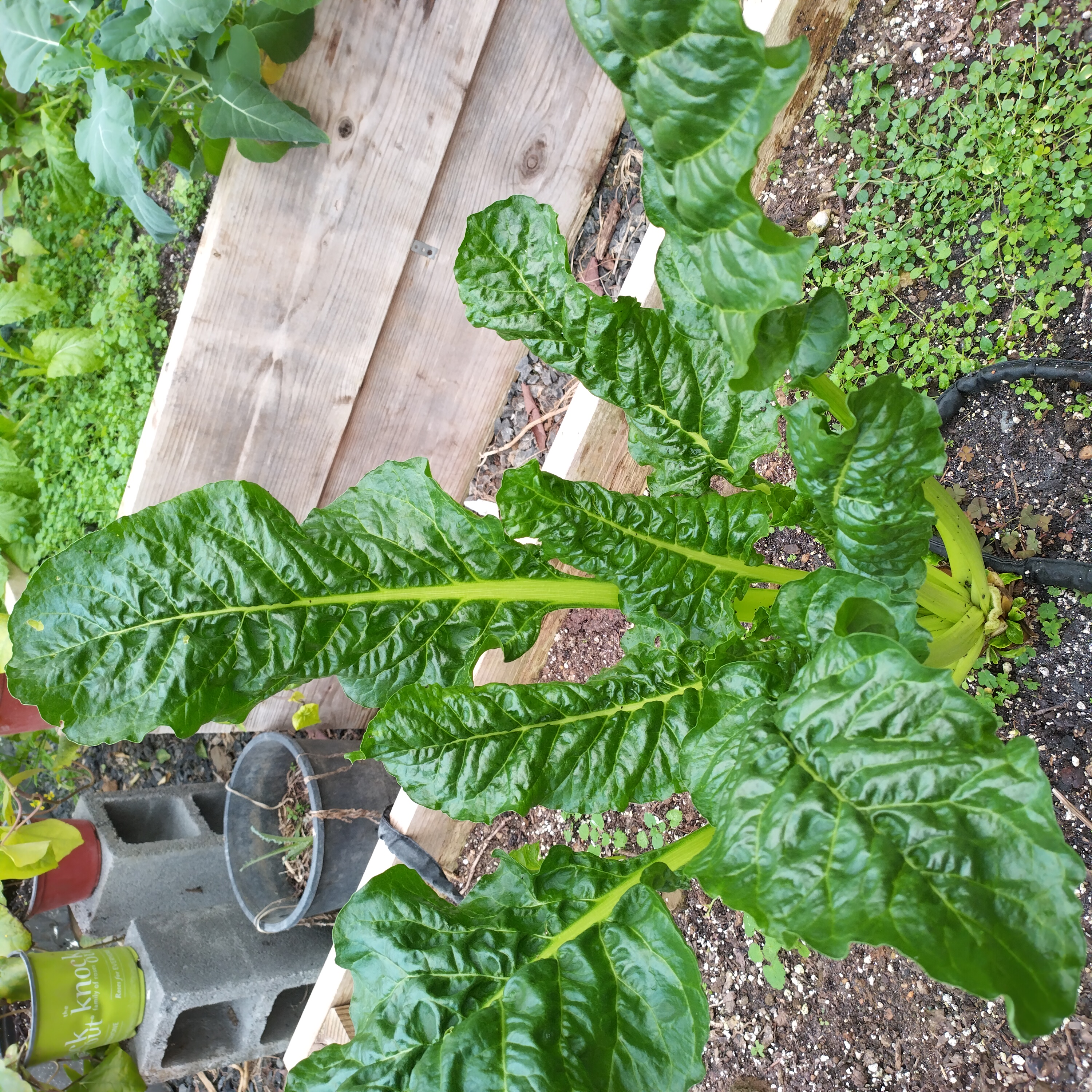 flatparsley.jpg